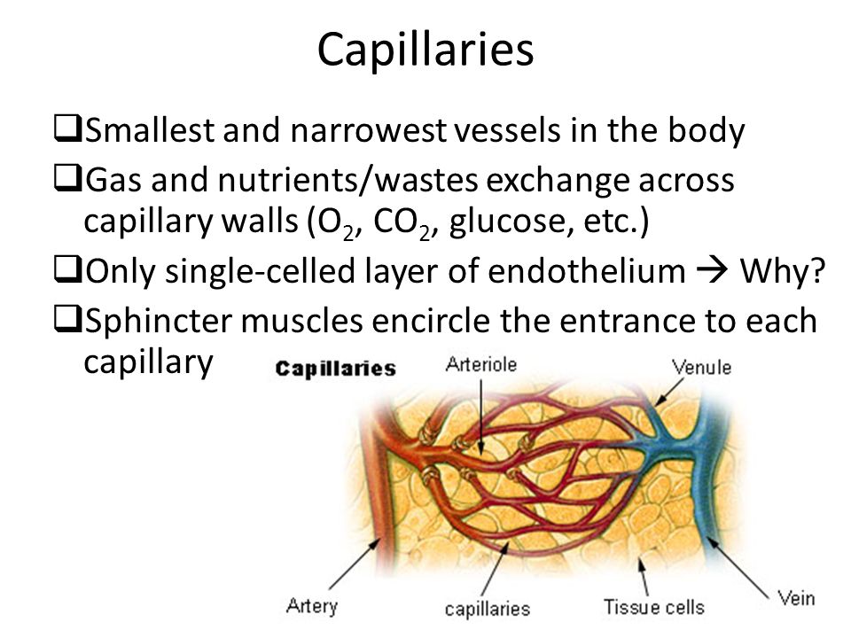 Capillaries  Smallest and narrowest vessels in the body  Gas and nutrients/wastes exchange across capillary walls (O 2, CO 2, glucose, etc.)  Only single-celled layer of endothelium  Why.