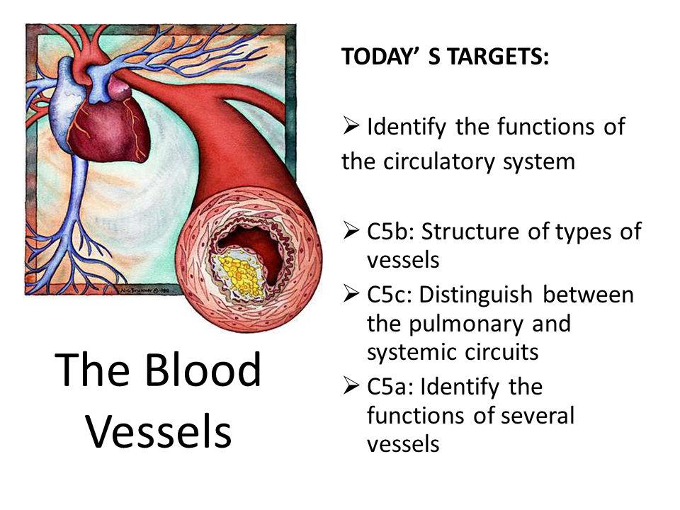 The Blood Vessels TODAY’ S TARGETS:  Identify the functions of the circulatory system  C5b: Structure of types of vessels  C5c: Distinguish between the pulmonary and systemic circuits  C5a: Identify the functions of several vessels