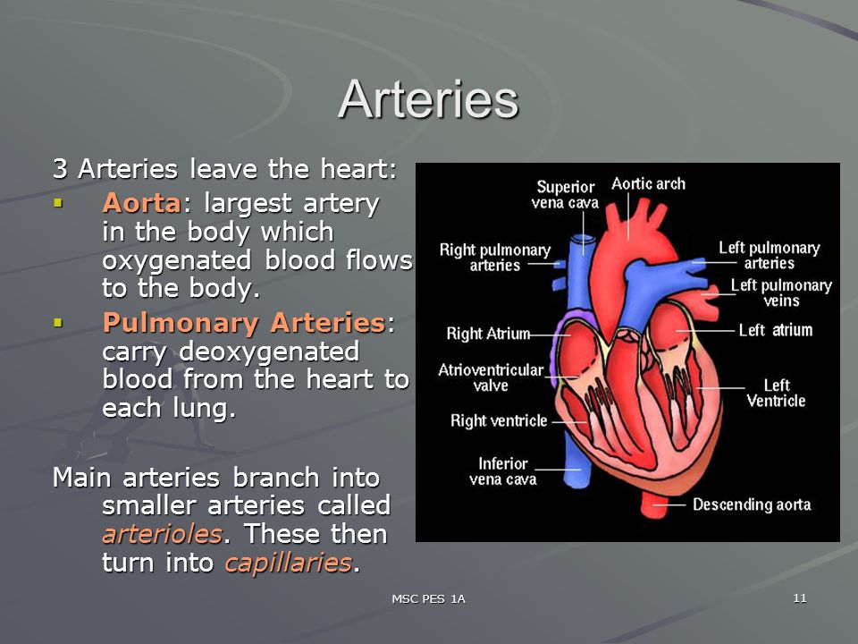 MSC PES 1A 11 Arteries 3 Arteries leave the heart:  Aorta: largest artery in the body which oxygenated blood flows to the body.