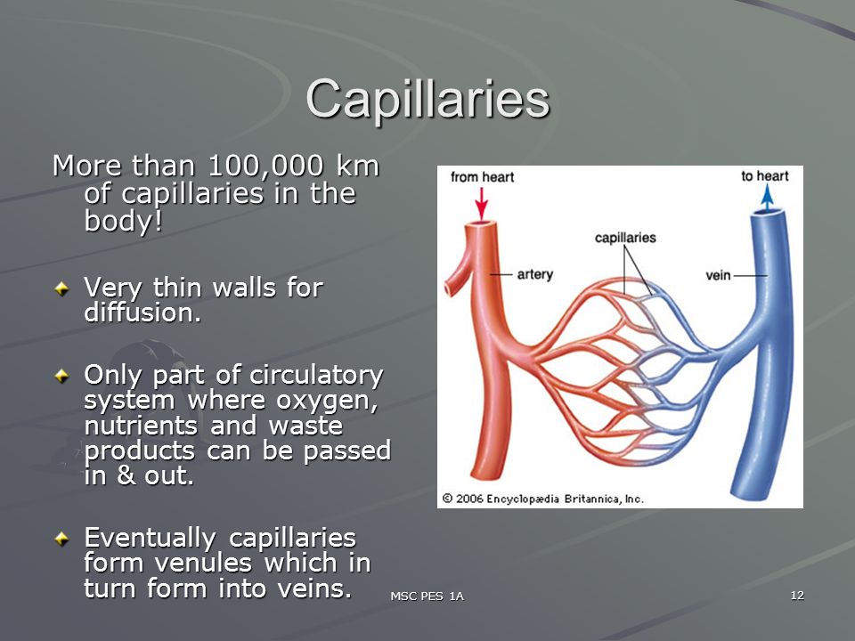 MSC PES 1A 12 Capillaries More than 100,000 km of capillaries in the body.