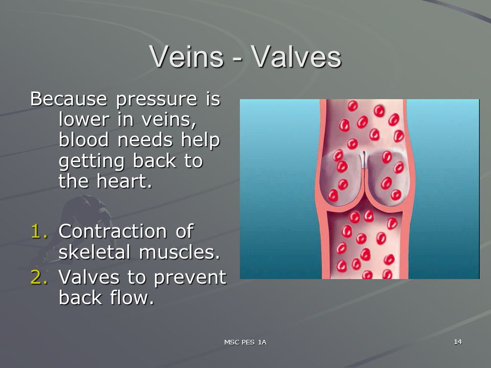 MSC PES 1A 14 Veins - Valves Because pressure is lower in veins, blood needs help getting back to the heart.