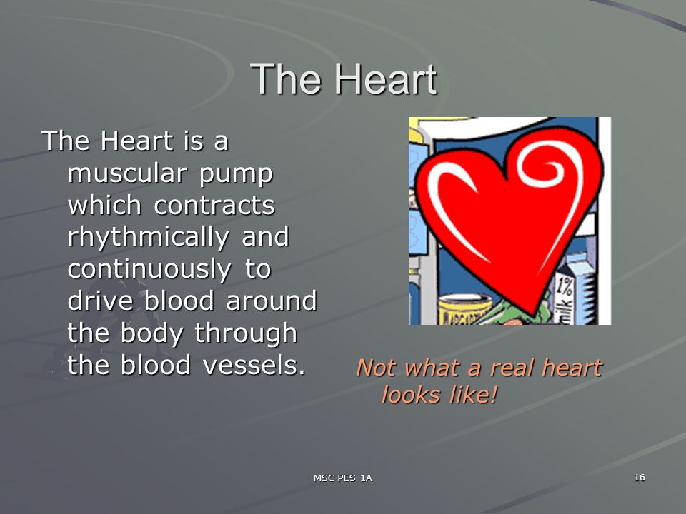 MSC PES 1A 16 The Heart The Heart is a muscular pump which contracts rhythmically and continuously to drive blood around the body through the blood vessels.