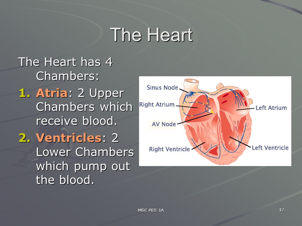 MSC PES 1A 17 The Heart The Heart has 4 Chambers: 1.Atria: 2 Upper Chambers which receive blood.
