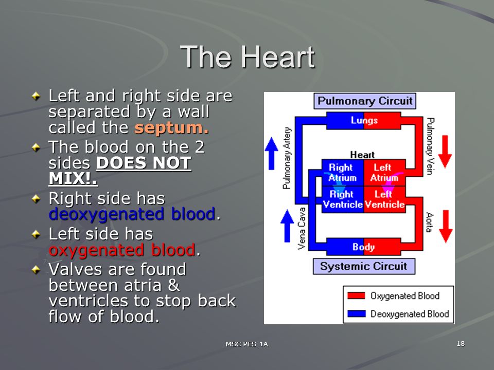 MSC PES 1A 18 The Heart Left and right side are separated by a wall called the septum.