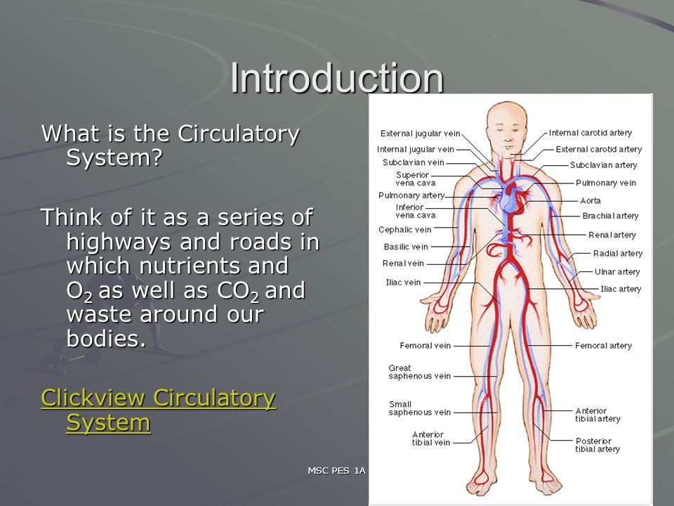 MSC PES 1A 2 Introduction What is the Circulatory System.