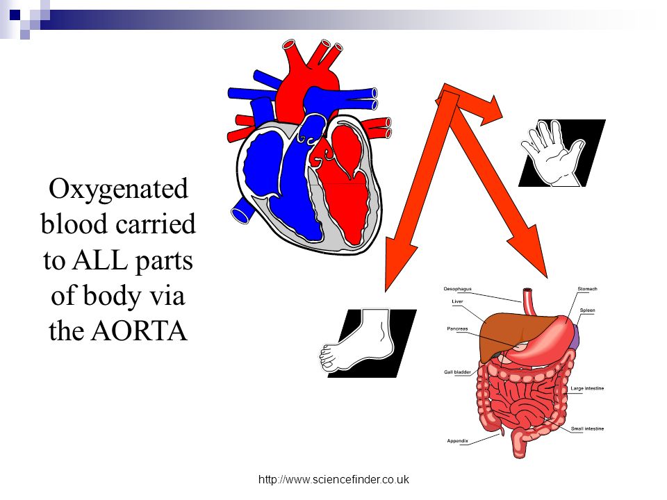Oxygenated blood carried to ALL parts of body via the AORTA