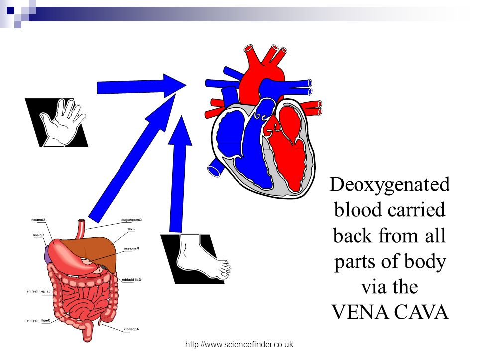 Deoxygenated blood carried back from all parts of body via the VENA CAVA