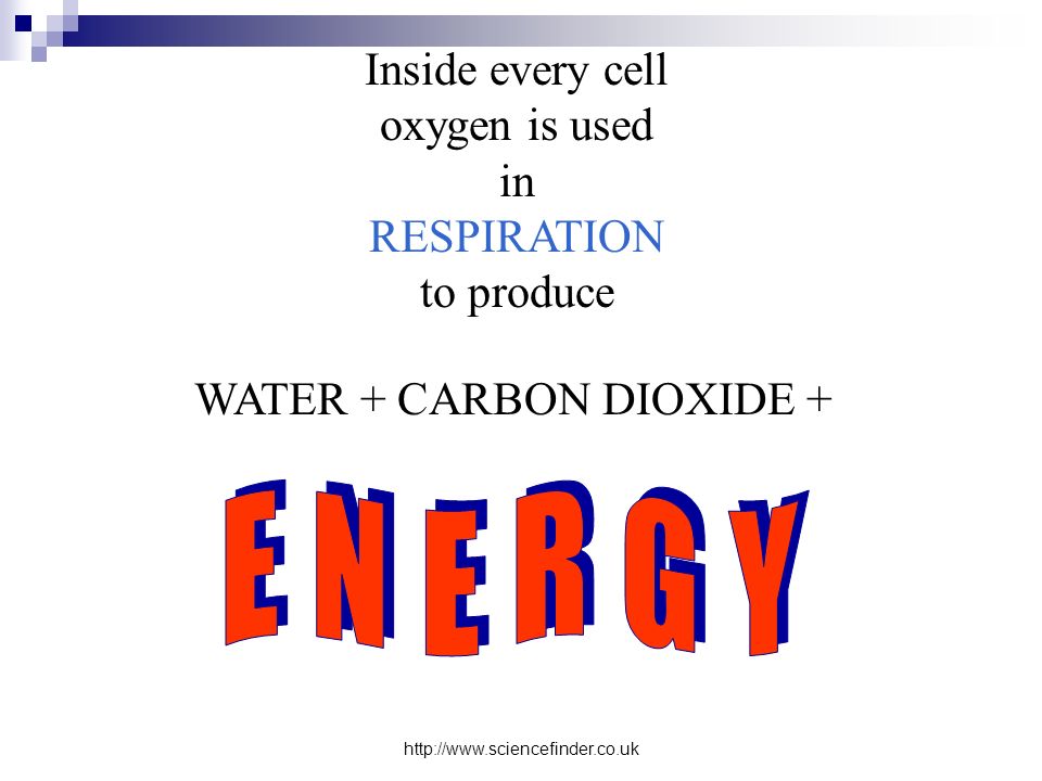 Inside every cell oxygen is used in RESPIRATION to produce WATER + CARBON DIOXIDE +