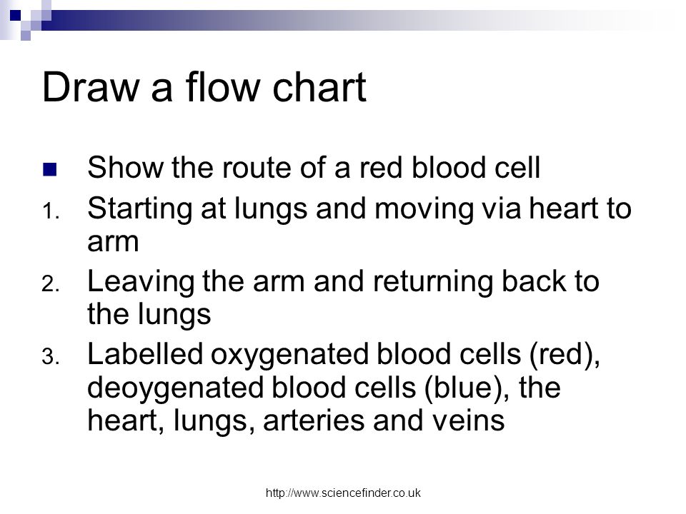 Draw a flow chart Show the route of a red blood cell 1.