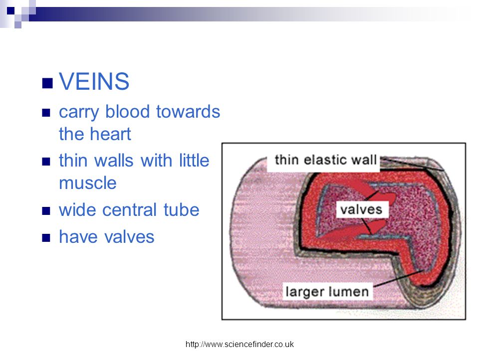 VEINS carry blood towards the heart thin walls with little muscle wide central tube have valves
