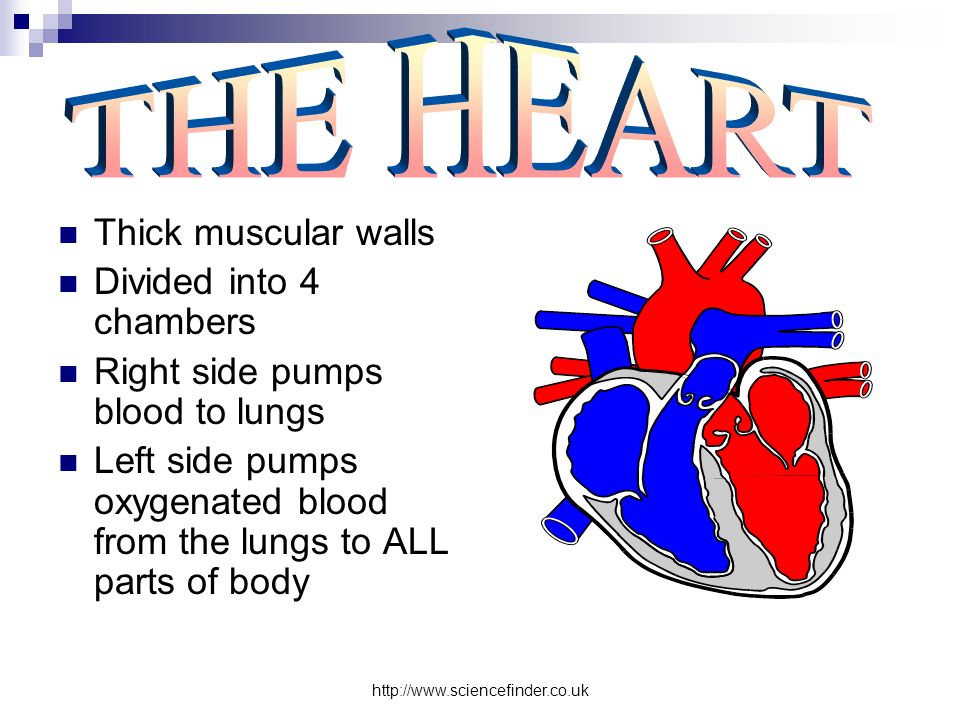 Thick muscular walls Divided into 4 chambers Right side pumps blood to lungs Left side pumps oxygenated blood from the lungs to ALL parts of body