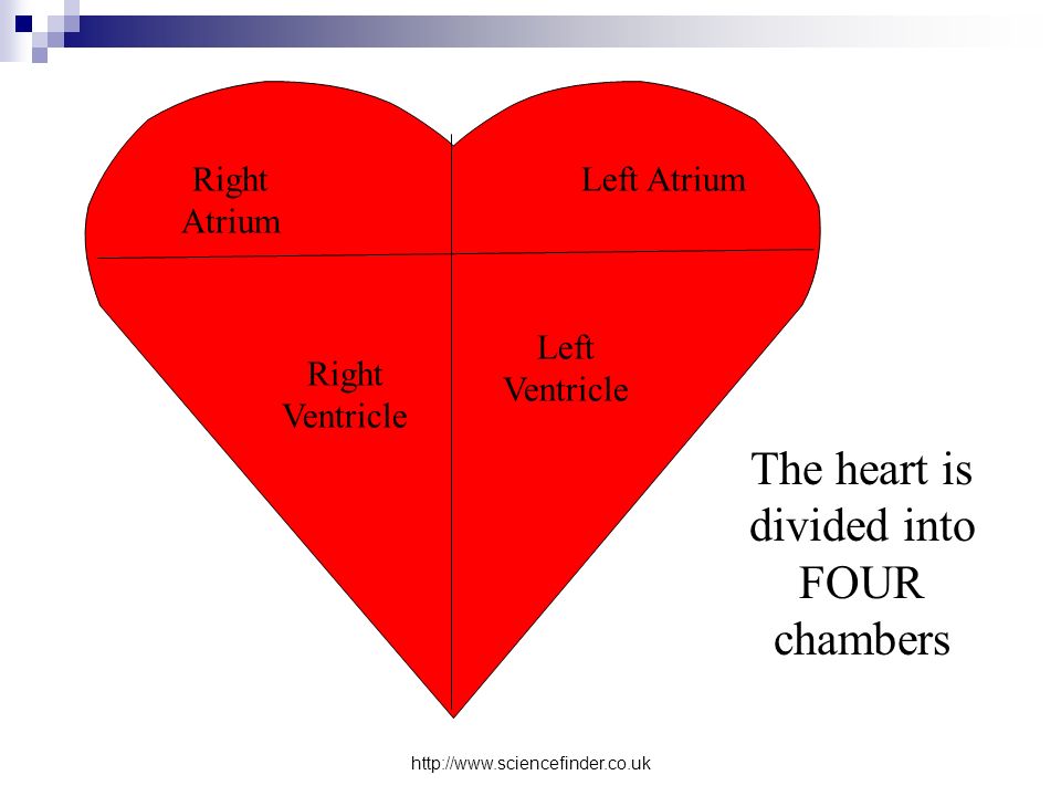 The heart is divided into FOUR chambers Right Ventricle Right Atrium Left Atrium Left Ventricle