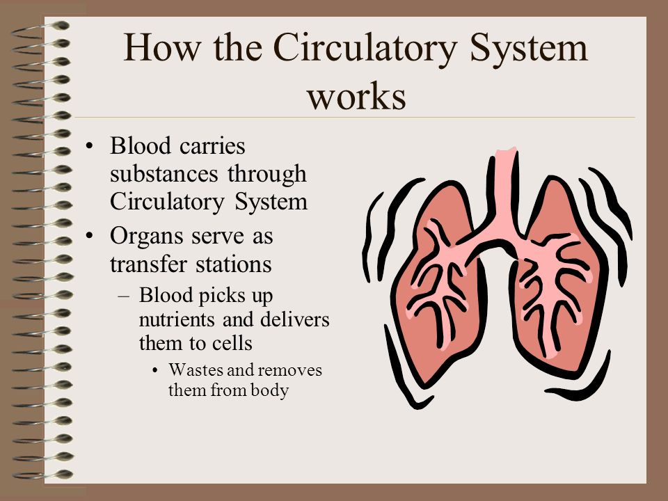 The Transport System CIRCULATORY SYSTEM –Your body’s transport system.