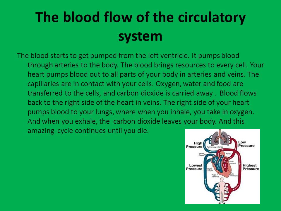 The blood flow of the circulatory system The blood starts to get pumped from the left ventricle.