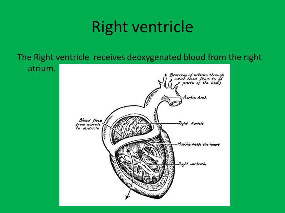 Right ventricle The Right ventricle receives deoxygenated blood from the right atrium.