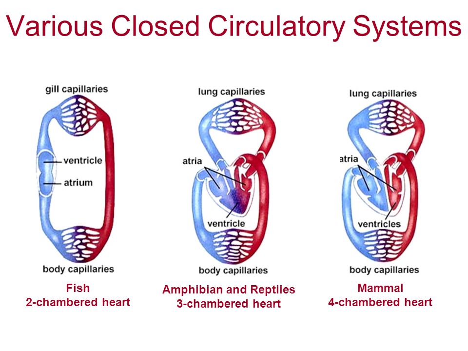 CIRCULATION AND GAS EXCHANGE Chapter 42. Gas Exchange Systems of Different  Animals Gastrovascular Cavities –(Platyhelminthes, Cnidarians, simple  animals) - ppt download
