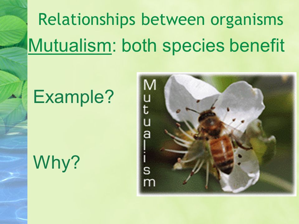 Relationships between organisms Mutualism: both species benefit Example Why