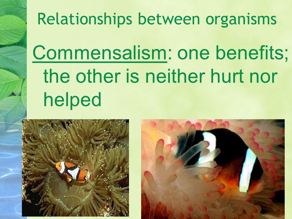 Commensalism: one benefits; the other is neither hurt nor helped Relationships between organisms