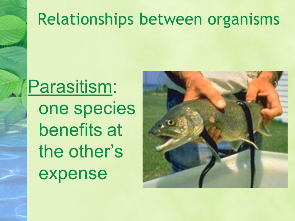 Parasitism: one species benefits at the other’s expense Relationships between organisms