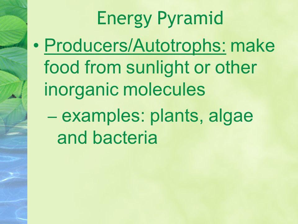 Producers/Autotrophs: make food from sunlight or other inorganic molecules – examples: plants, algae and bacteria