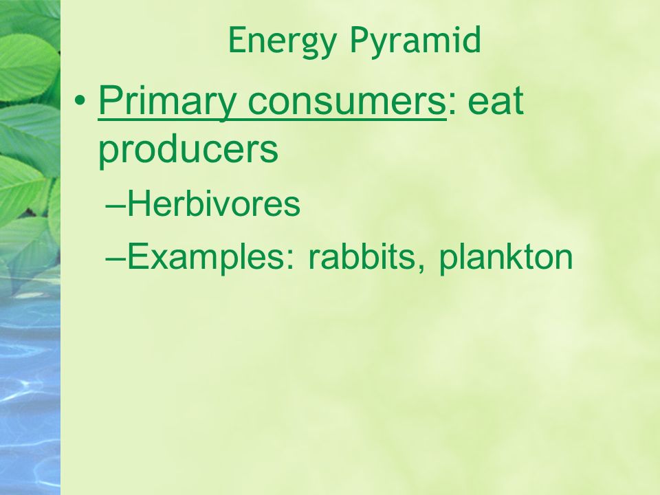 Energy Pyramid Primary consumers: eat producers –Herbivores –Examples: rabbits, plankton