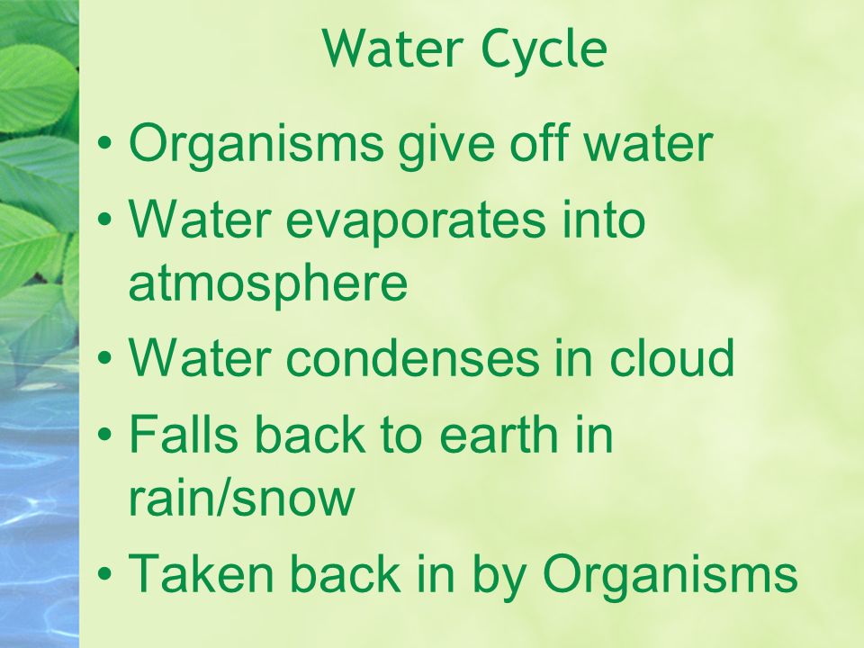 Organisms give off water Water evaporates into atmosphere Water condenses in cloud Falls back to earth in rain/snow Taken back in by Organisms