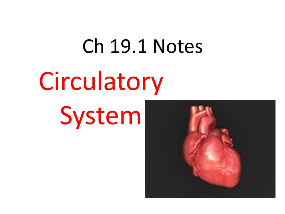 Ch 19.1 Notes Circulatory System