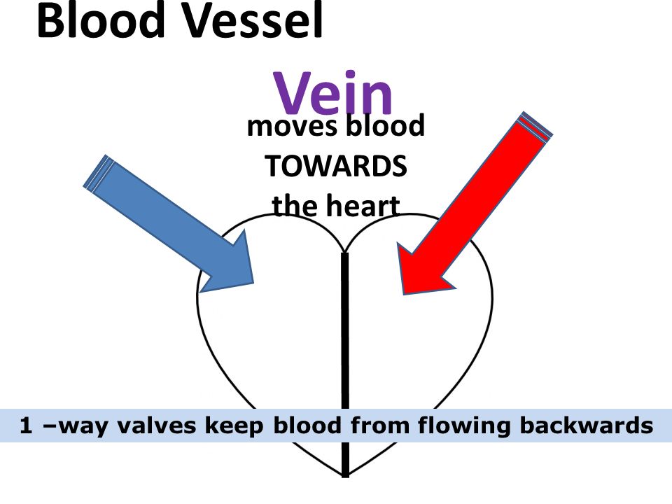 Blood Vessel Vein moves blood TOWARDS the heart 1 –way valves keep blood from flowing backwards