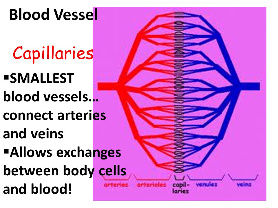 Blood Vessel Capillaries  SMALLEST blood vessels… connect arteries and veins  Allows exchanges between body cells and blood!
