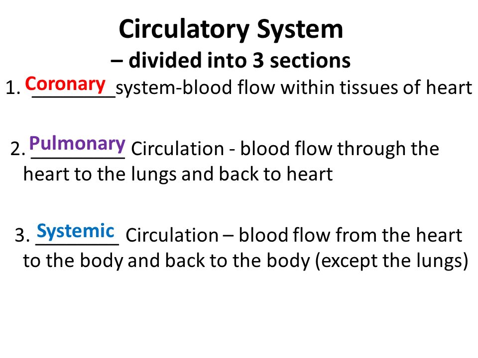 1.________system-blood flow within tissues of heart 2.