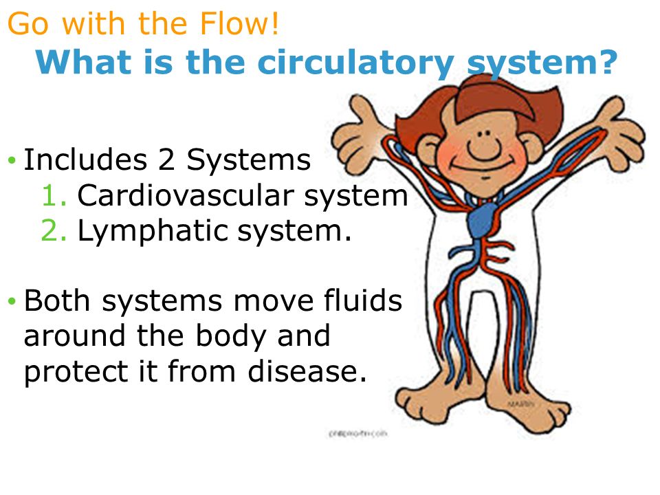 Go with the Flow. What is the circulatory system.
