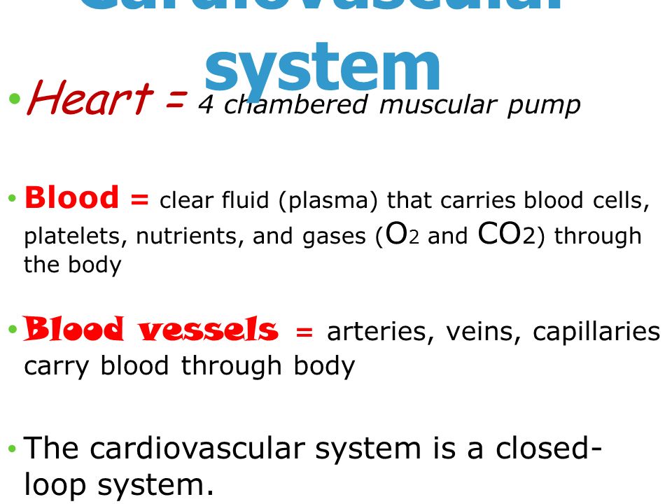 Heart = 4 chambered muscular pump Blood = clear fluid (plasma) that carries blood cells, platelets, nutrients, and gases ( O 2 and CO 2) through the body Blood vessels = arteries, veins, capillaries carry blood through body The cardiovascular system is a closed- loop system.