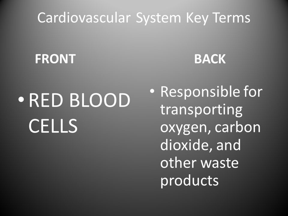 Cardiovascular System Key Terms FRONT RED BLOOD CELLS BACK Responsible for transporting oxygen, carbon dioxide, and other waste products