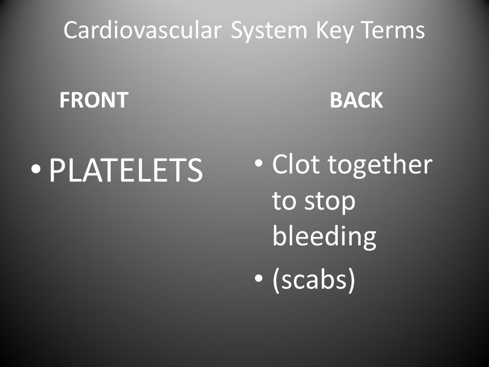 Cardiovascular System Key Terms FRONT PLATELETS BACK Clot together to stop bleeding (scabs)