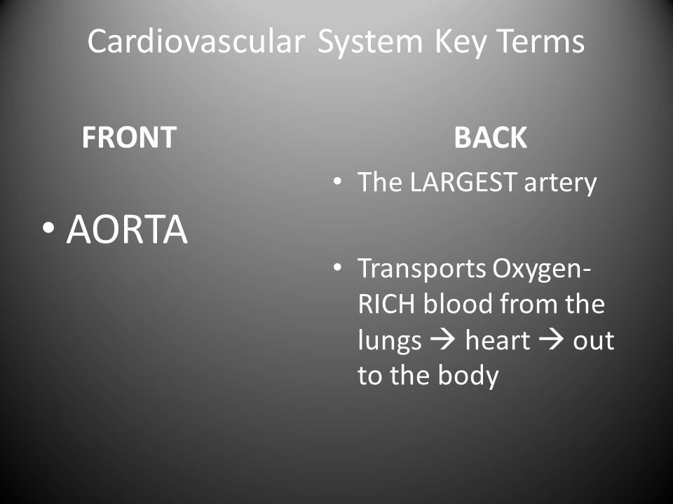 Cardiovascular System Key Terms FRONT AORTA BACK The LARGEST artery Transports Oxygen- RICH blood from the lungs  heart  out to the body