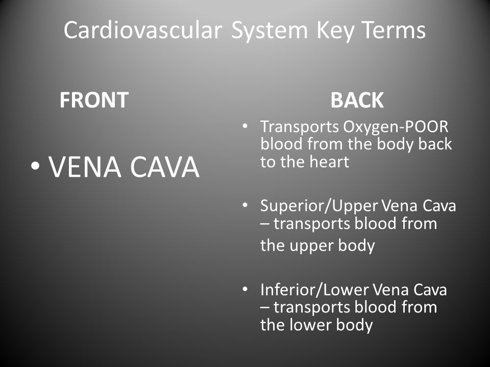 Cardiovascular System Key Terms FRONT VENA CAVA BACK Transports Oxygen-POOR blood from the body back to the heart Superior/Upper Vena Cava – transports blood from the upper body Inferior/Lower Vena Cava – transports blood from the lower body