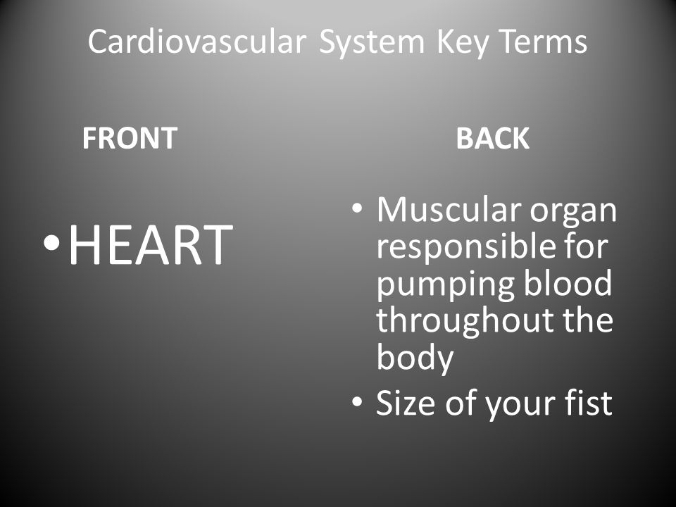 Cardiovascular System Key Terms FRONT HEART BACK Muscular organ responsible for pumping blood throughout the body Size of your fist