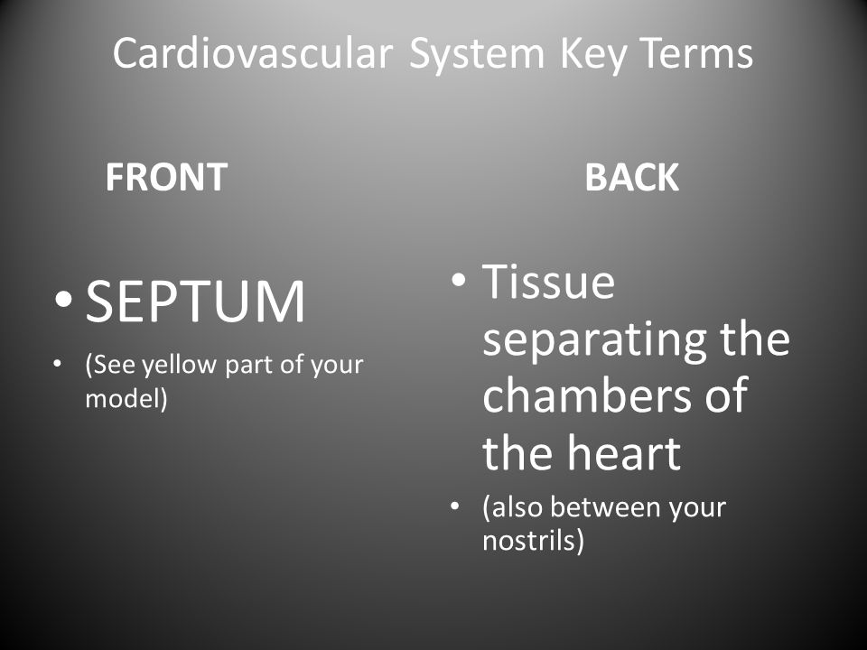 Cardiovascular System Key Terms FRONT SEPTUM (See yellow part of your model) BACK Tissue separating the chambers of the heart (also between your nostrils)
