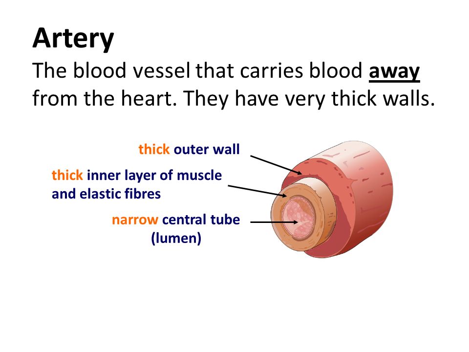 Artery The blood vessel that carries blood away from the heart.