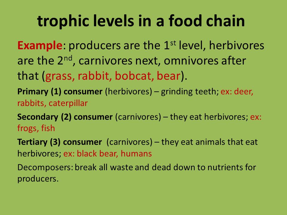 trophic levels in a food chain Example: producers are the 1 st level, herbivores are the 2 nd, carnivores next, omnivores after that (grass, rabbit, bobcat, bear).