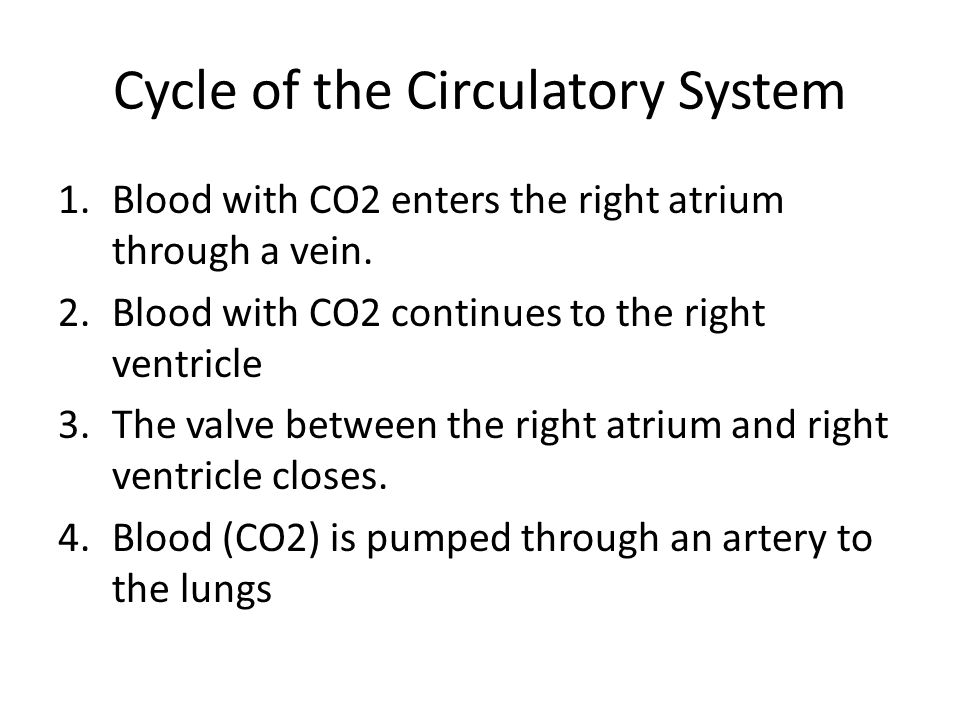 Cycle of the Circulatory System 1.Blood with CO2 enters the right atrium through a vein.