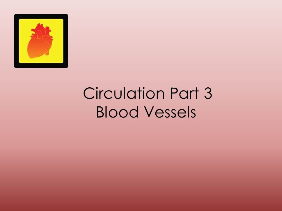 Circulation Part 3 Blood Vessels