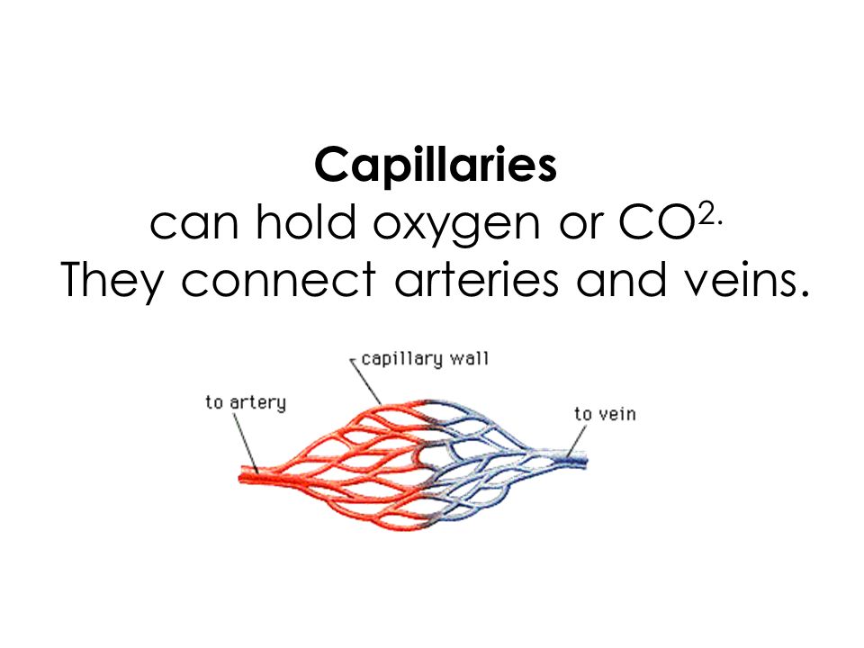 Capillaries can hold oxygen or CO 2. They connect arteries and veins.