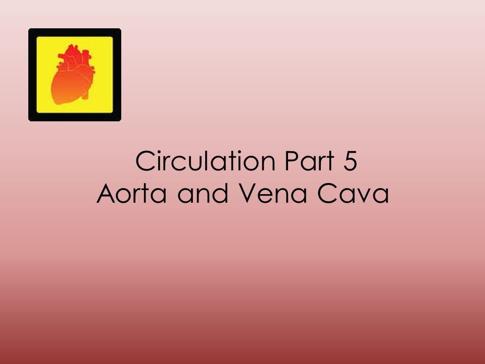 Circulation Part 5 Aorta and Vena Cava