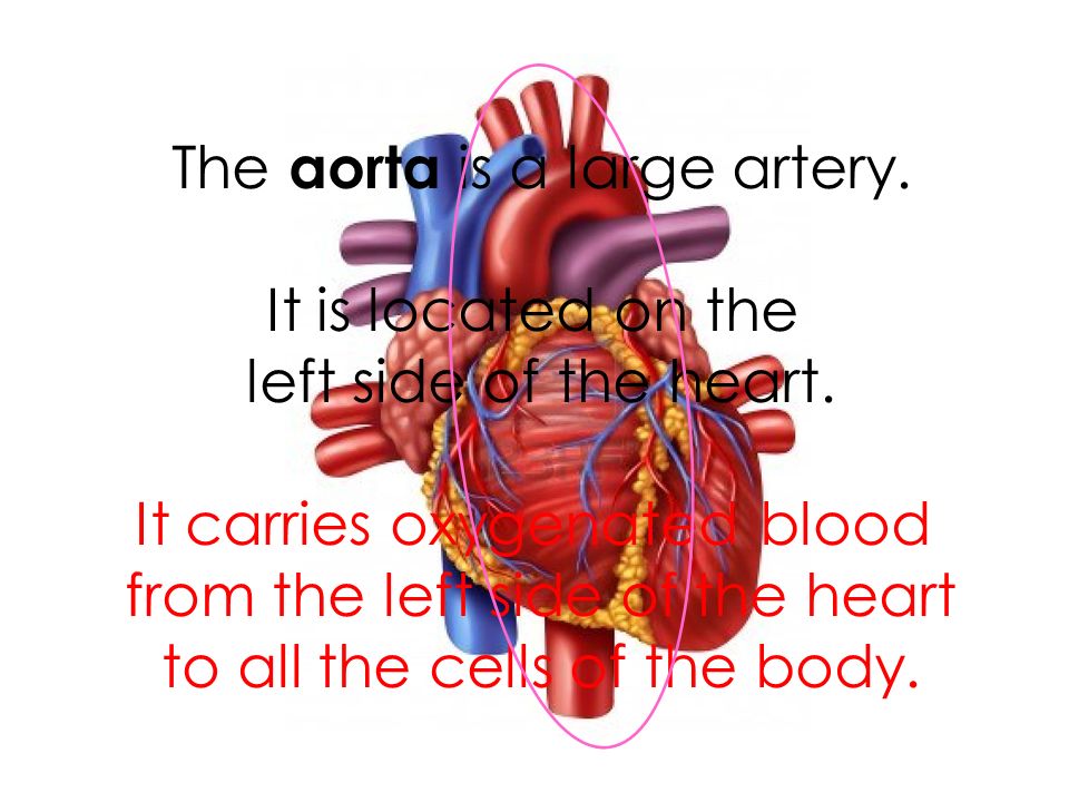 The aorta is a large artery. It is located on the left side of the heart.