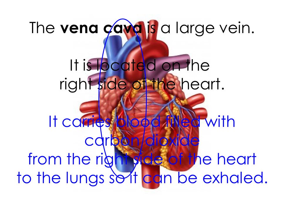 The vena cava is a large vein. It is located on the right side of the heart.
