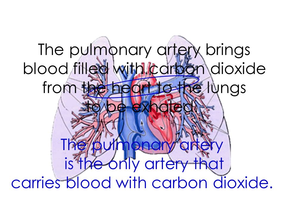 The pulmonary artery brings blood filled with carbon dioxide from the heart to the lungs to be exhaled.