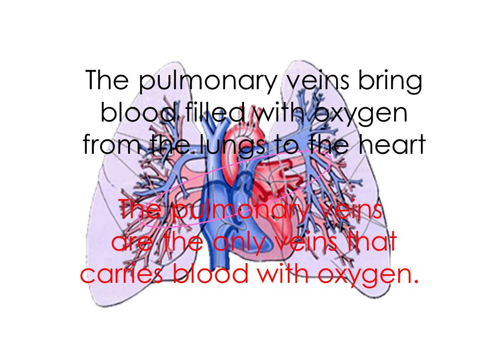 The pulmonary veins bring blood filled with oxygen from the lungs to the heart The pulmonary veins are the only veins that carries blood with oxygen.