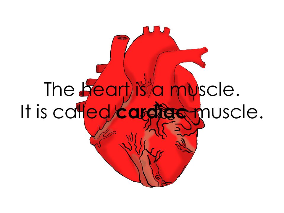 The heart is a muscle. It is called cardiac muscle.