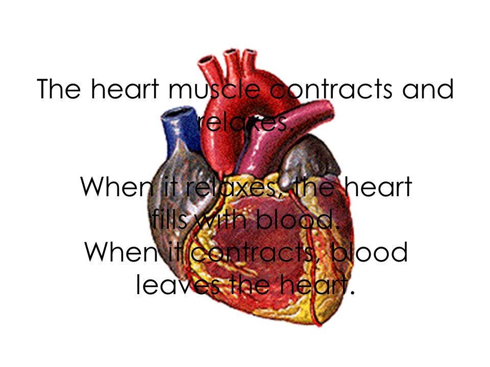 The heart muscle contracts and relaxes. When it relaxes, the heart fills with blood.